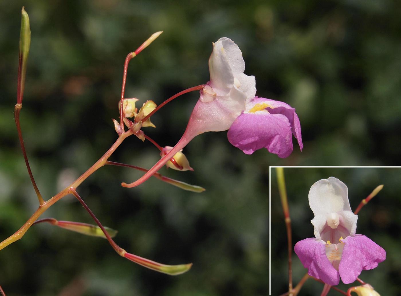 Balsam, Balfour's flower